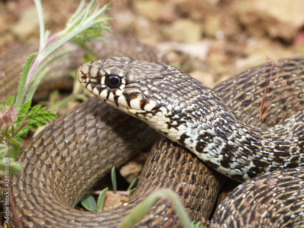 Foto Stock Balkan-Zornnatter, Hierophis gemonensis, Coluber gemonensis ...