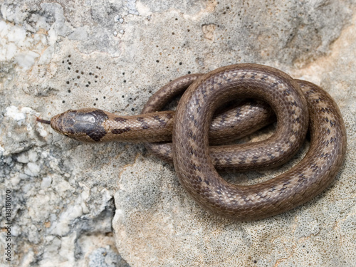 Schlingnatter, Coronella austriaca, Glattnatter photo