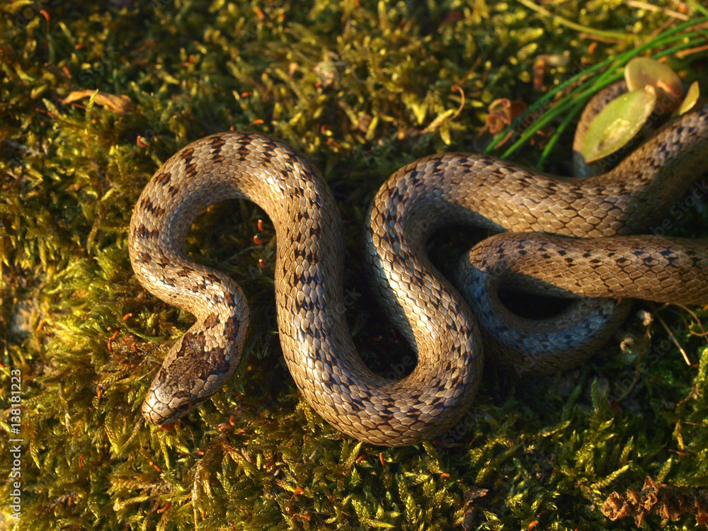 Schlingnatter, Coronella austriaca, Glattnatter StockFoto Adobe Stock