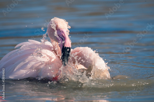 Wallpaper Mural Flamant rose, la toilette Torontodigital.ca