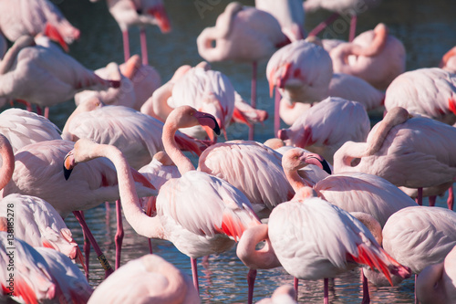 Wallpaper Mural Flamants roses Torontodigital.ca