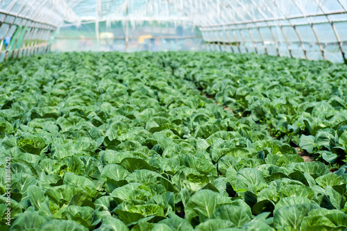 Organic farming, celery cabbage growing in greenhouse.