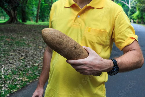 Sausage tree fruit