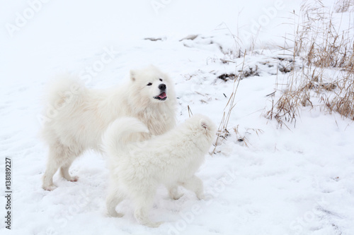 two samoyed son and father play in winter park