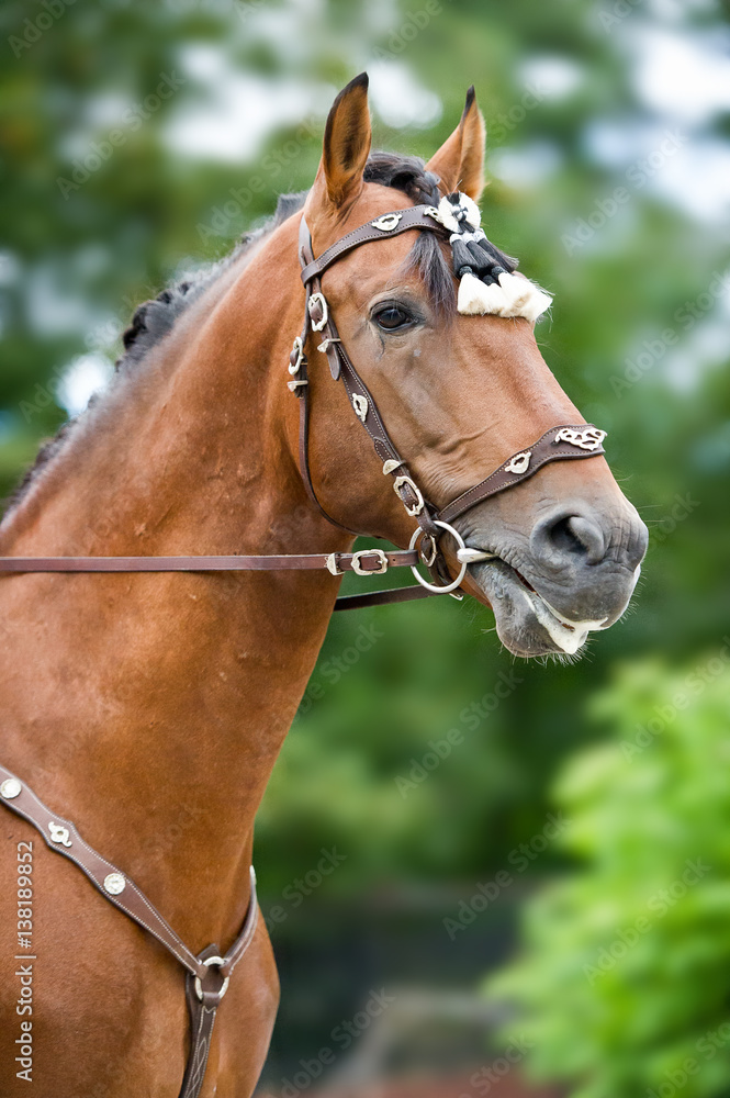 Bay polo pony close up vertical portrate in traditional a spanish decoration outdoor portrait on green background Bay polo pony close up vertical portrate in traditional a spanish decoration outdoor portrait on green background