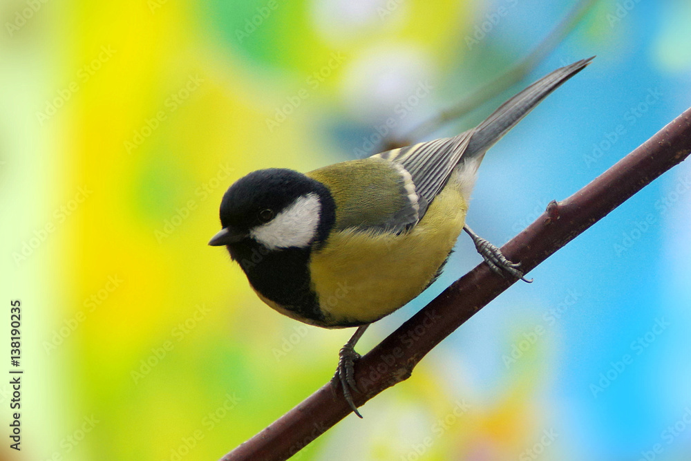 Fototapeta premium Titmouse