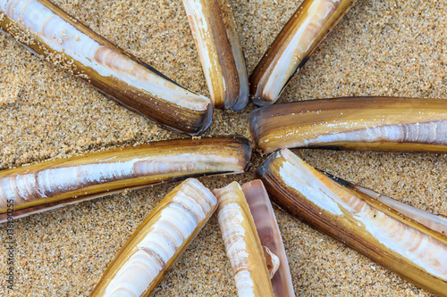 Atlantic razor clams closeup star pattern photo