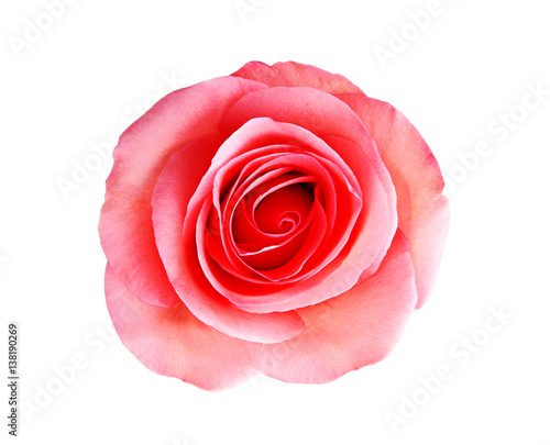 pink rose flower isolated on white background