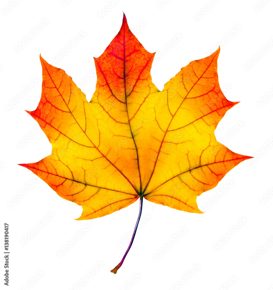 colorful autumn maple leaf isolated on white colorful autumn maple leaf isolated on white