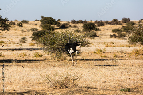 Afrikanischer Strauß (Struthio camelus), Afrika, Botswana, Tuli Block © NFSR