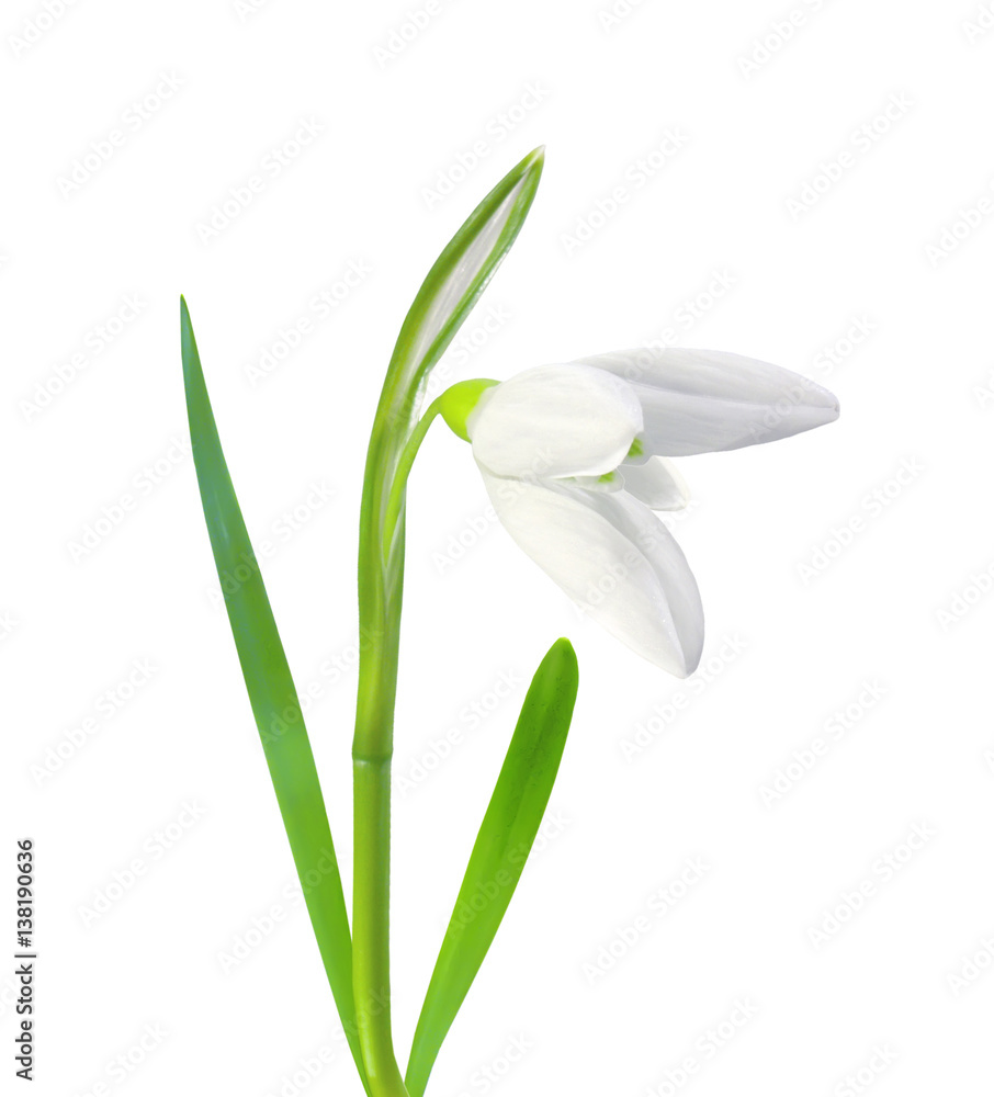 beautiful snowdrop flower white isolated on white background beautiful snowdrop flower white isolated on white background