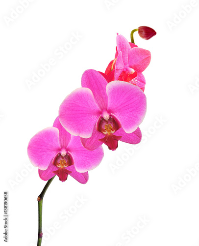 Beautiful flower Orchid  pink phalaenopsis close-up isolated on white background