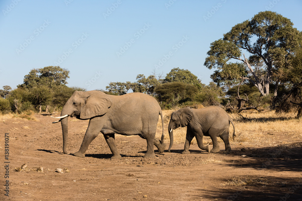 Afrikanische Elefant (Loxodonta africana), Afrika, Botswana, Tuli Block