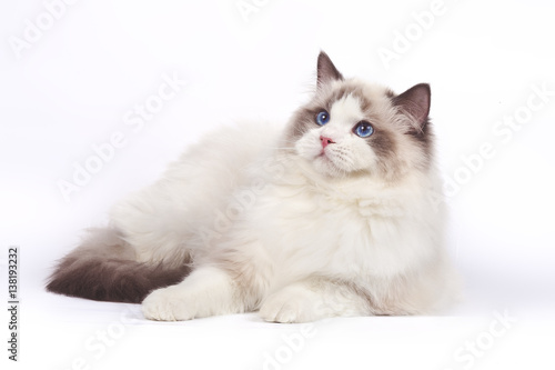 Beautiful white cat ragdoll with blue eyes on white background © moredix