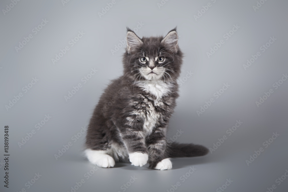 Obraz premium Cute Maine Coon kitten