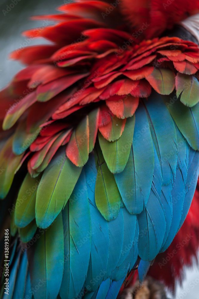Fototapeta premium Green-winged macaw (Ara chloropterus)