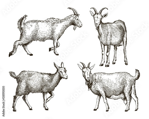 Photo sketch of goat drawn by hand. livestock. animal grazing