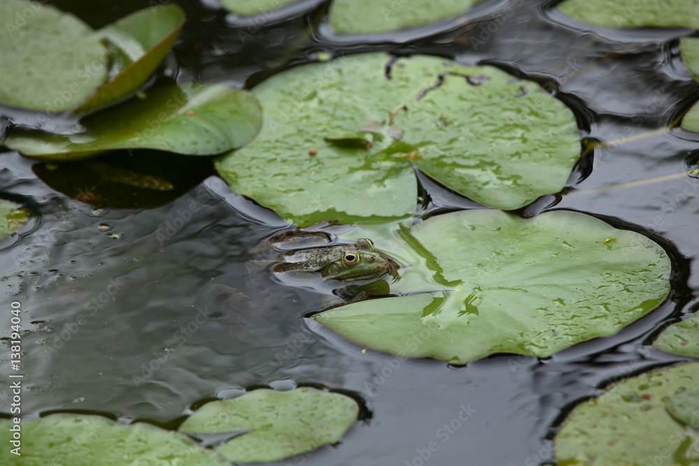 Marsh frog (Pelophylax ridibundus) Marsh frog (Pelophylax ridibundus)