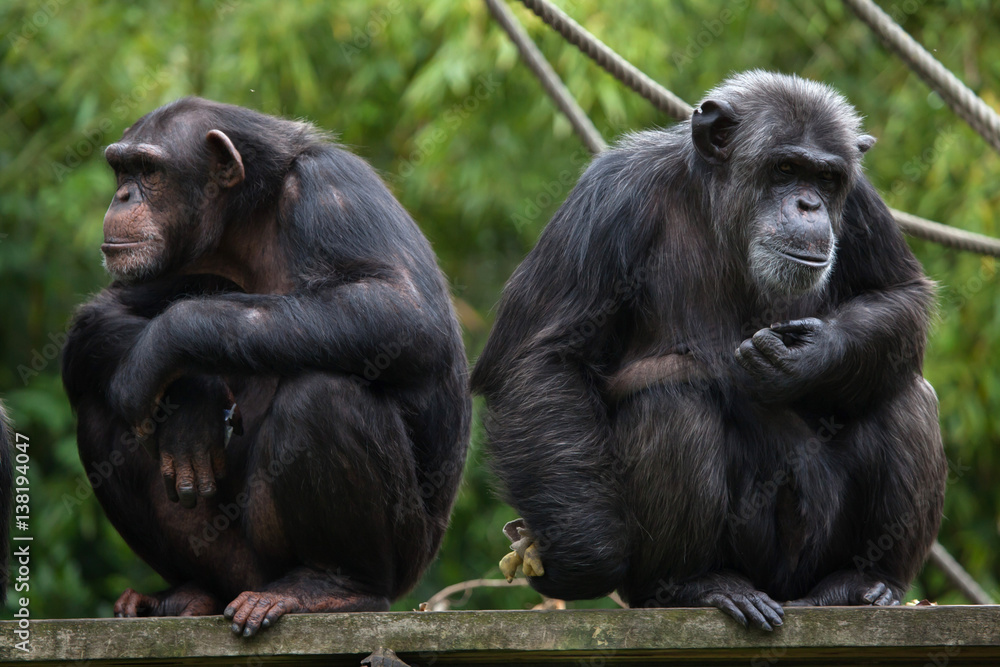 Obraz premium Common chimpanzee (Pan troglodytes)