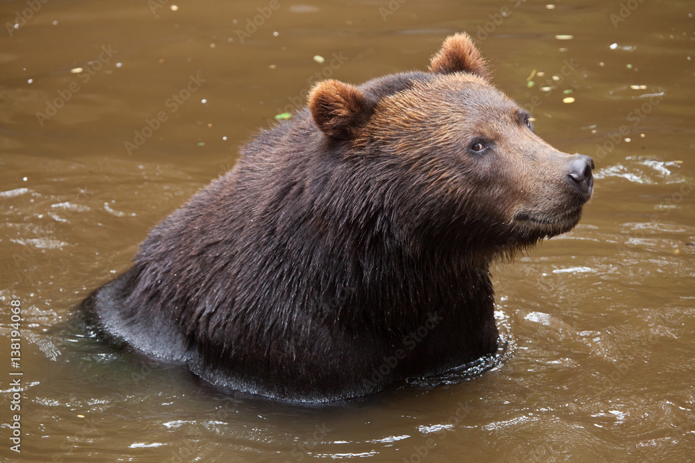 Kamchatka brown bear (Ursus arctos beringianus) Kamchatka brown bear (Ursus arctos beringianus)
