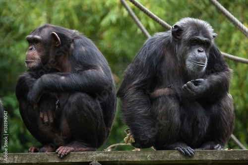 Common chimpanzee (Pan troglodytes)