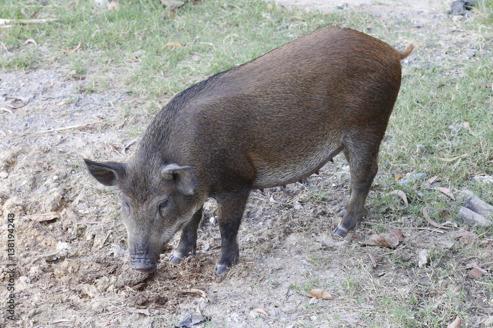 Wild boar Wild boar