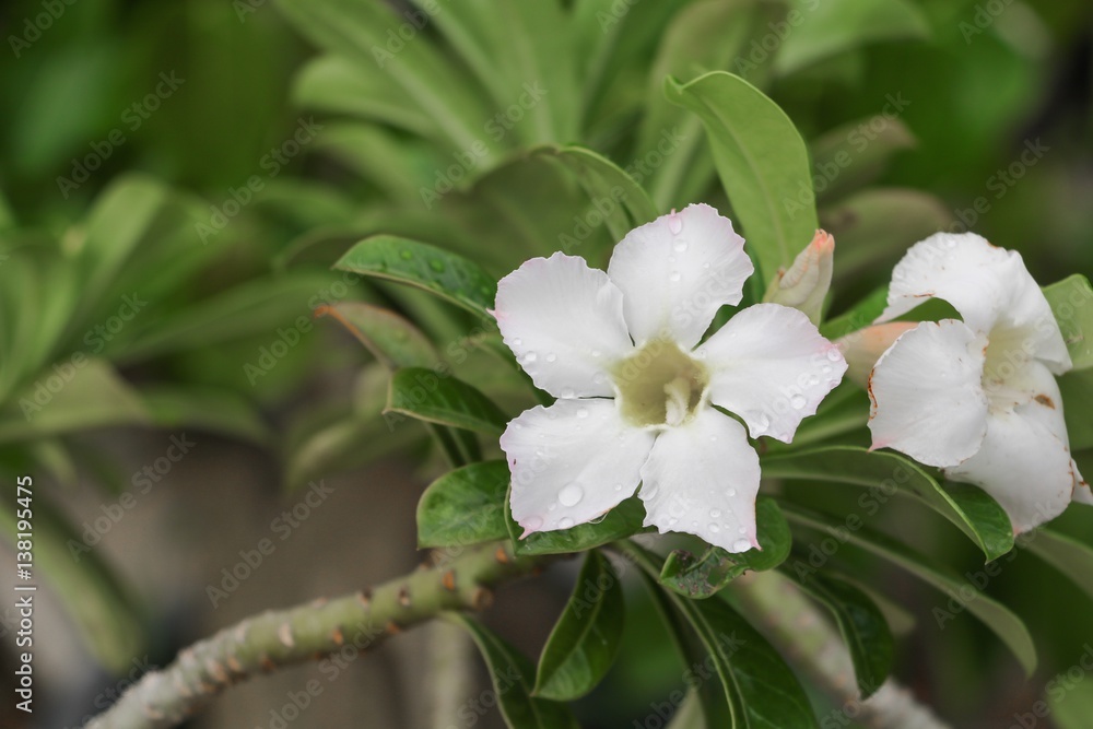 desert rose white or Impala Lily and water drop on flower tree, beautiful adenium in the garden : Select focus with shallow depth of field. desert rose white or Impala Lily and water drop on flower tree, beautiful adenium in the garden : Select focus with shallow depth of field.