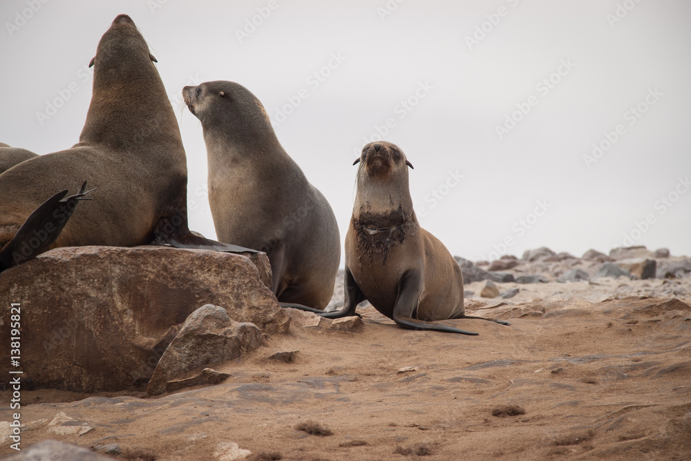 Fototapeta premium Wild Seals at Cape Cross Seal Reserve, Namibia