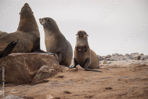 Wild Seals at Cape Cross Seal Reserve, Namibia