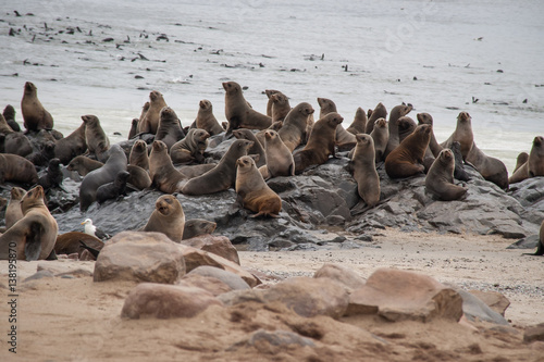Wild Seals at Cape Cross Seal Reserve, Namibia © Yoshie