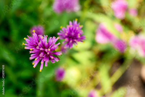 Chive herb flowers on beautiful bokeh background