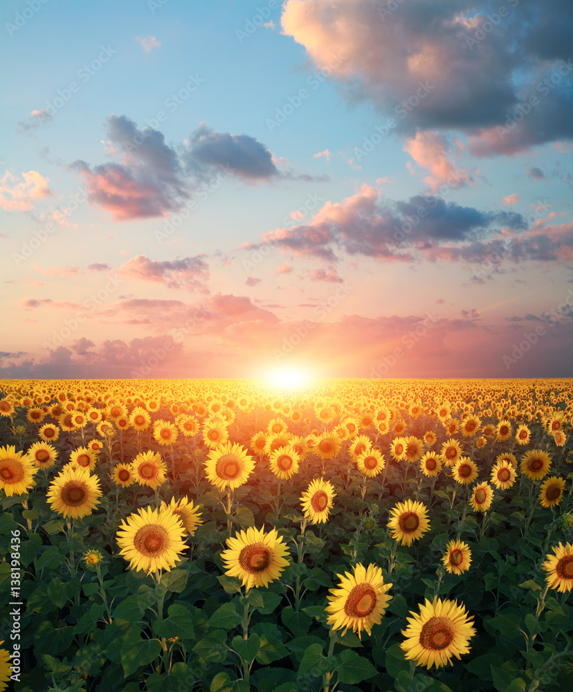 Fototapeta premium Sunflowers