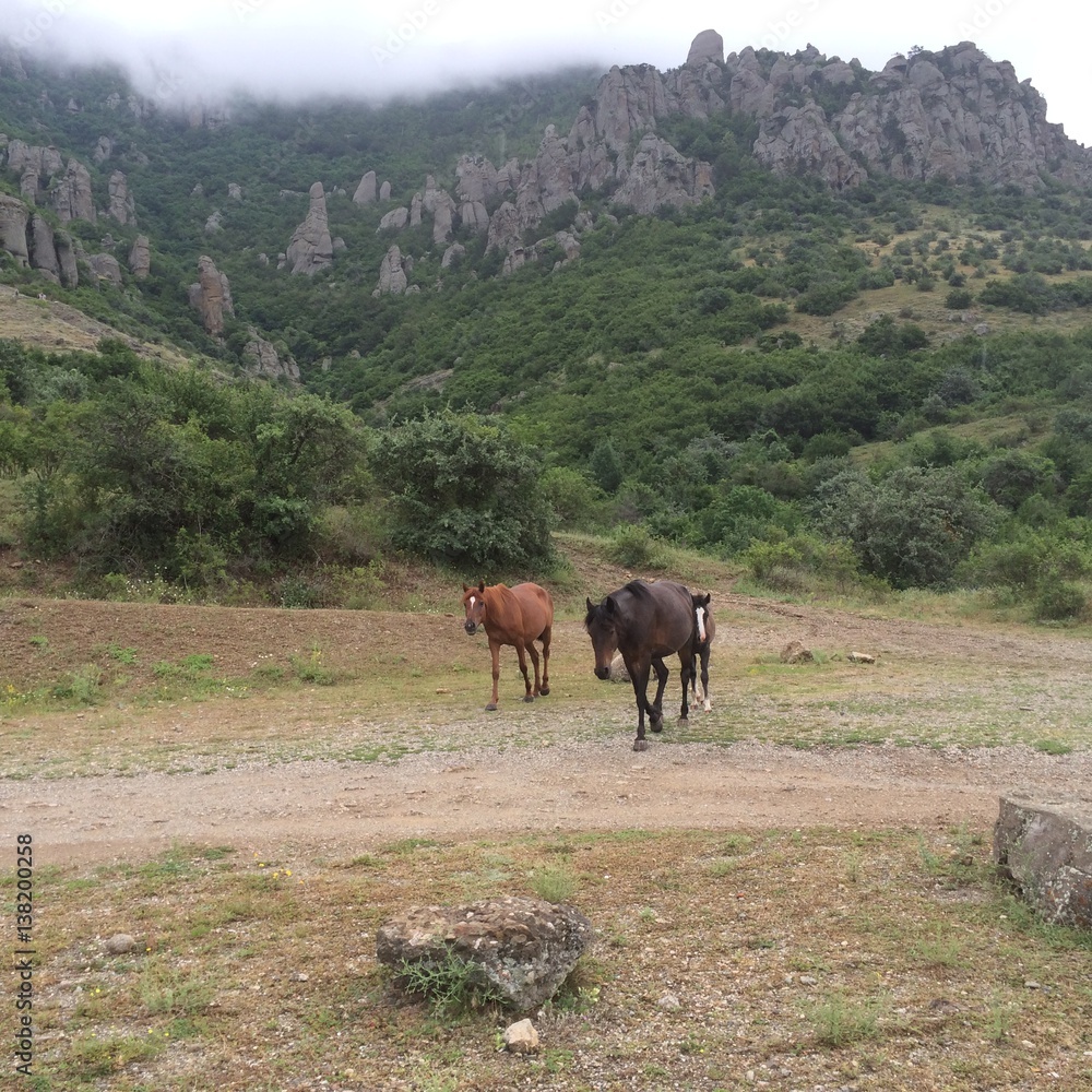 Fototapeta premium horses on mountain