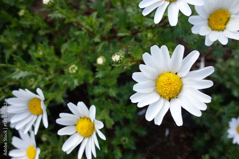Obraz premium Flowers
