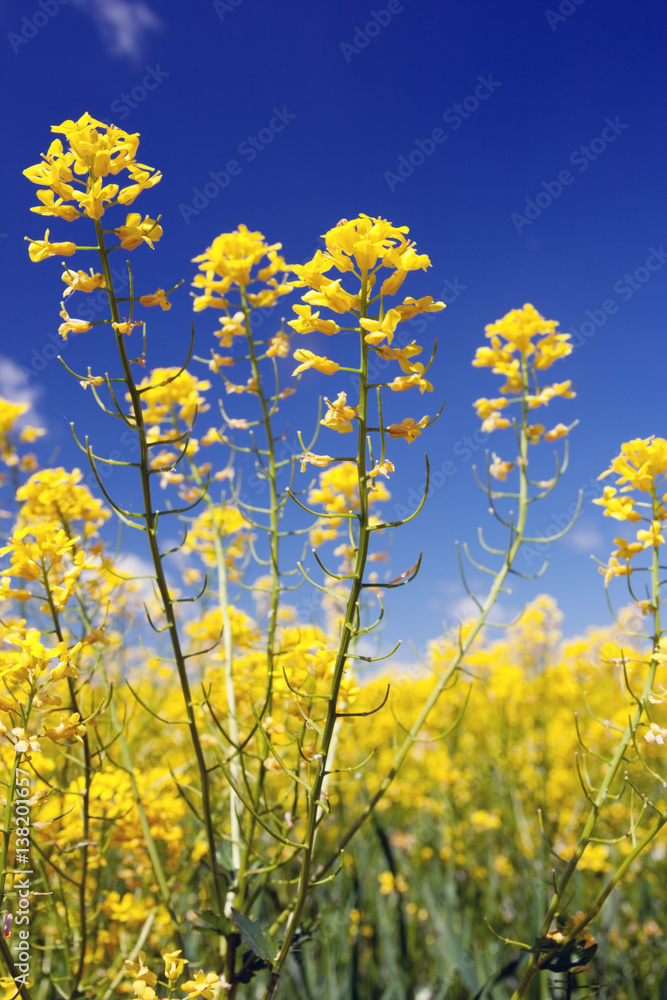 Beautiful spring field. Flowers field and blue sky. Beautiful spring field. Flowers field and blue sky.
