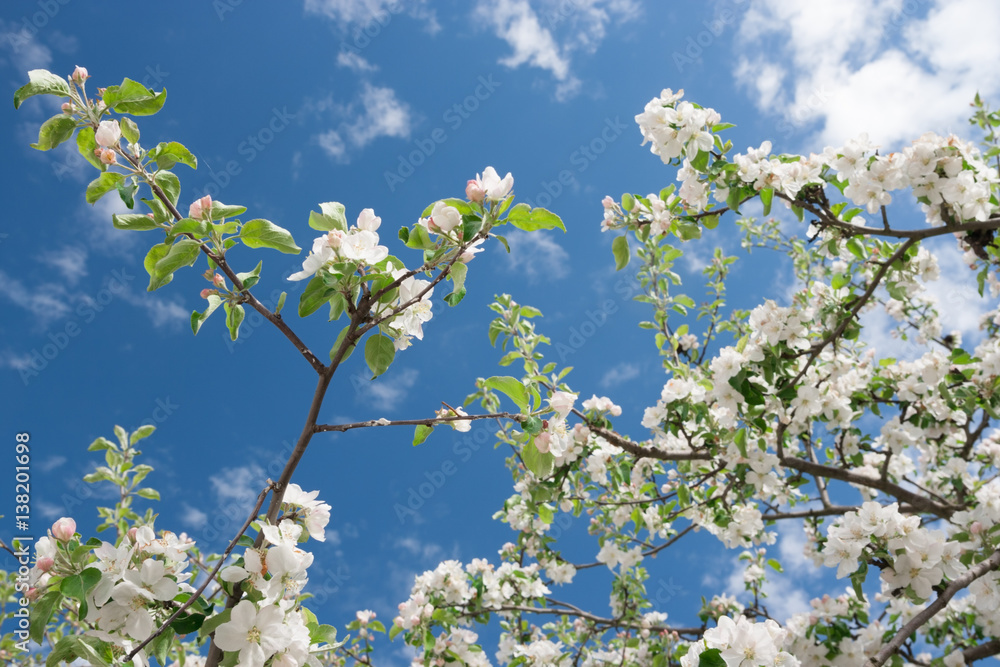 Spring white flowers of apple-tree against blue sky. Spring white flowers of apple-tree against blue sky.