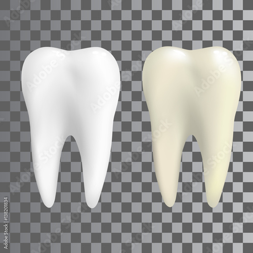 Realistic teeth in two colors white and natural. Poster Transperent, tooth Icon