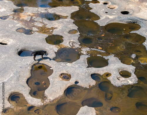 a dog on dried river photo