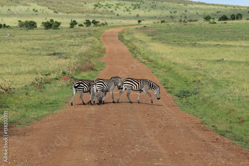 Zebras crossing in Massai Mara, Kenya