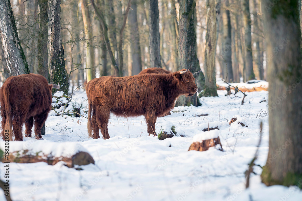 Herd of highland cattle in snowy winter forest.