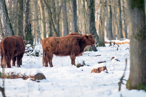 Herd of highland cattle in snowy winter forest.