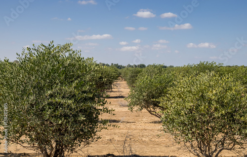 Obraz na płótnie Jojoba plant. Jojoba shrubs growing at farm