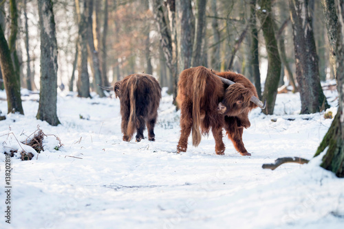 Highland bull in snowy forest licking his back.