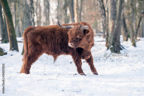 Highlander bull standing in snow in forest.