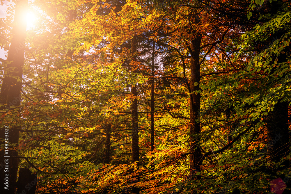 Wonderful autumn landscape. tall trees on hillside with yellow and red foliage in autumn forest on sunny day. soft light effect. autumn nature background