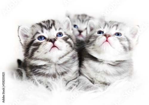 Fototapeta Cute kittens on a white background