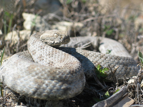 Kykladenviper, Macrovipera schweizeri, Milosotter, Milosviper photo