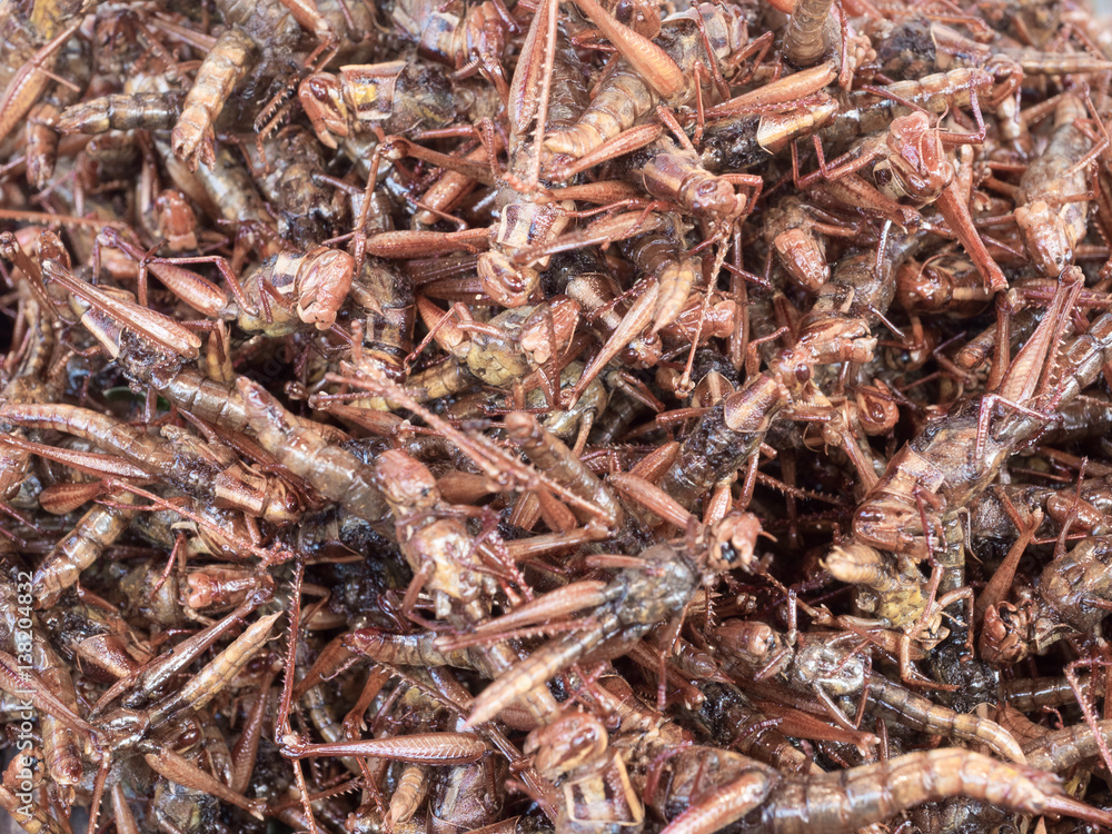Fried grasshoppers in Thai market Fried grasshoppers in Thai market