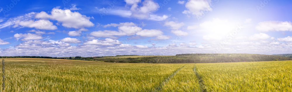 path  through Golden wheat field, perfect blue sky. majestic rural landscape. harvest concept