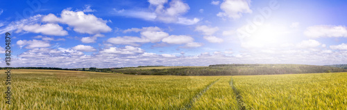 path  through Golden wheat field  perfect blue sky. majestic rural landscape. harvest concept